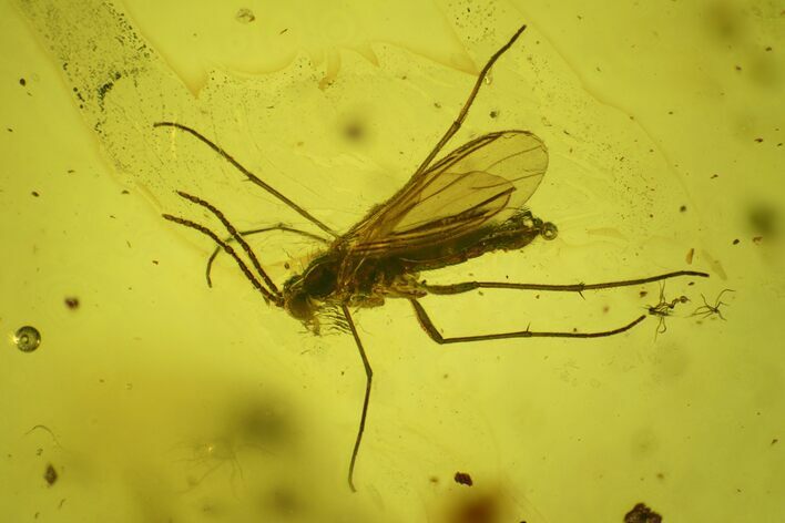 Detailed Fossil Fly (Diptera) In Baltic Amber #200153